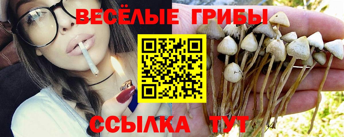 Псилоцибиновые грибы GOLDEN TEACHER  Галлюциногенные грибы Psilocybine cubensis  Заводоуковск  Вход с VPN 